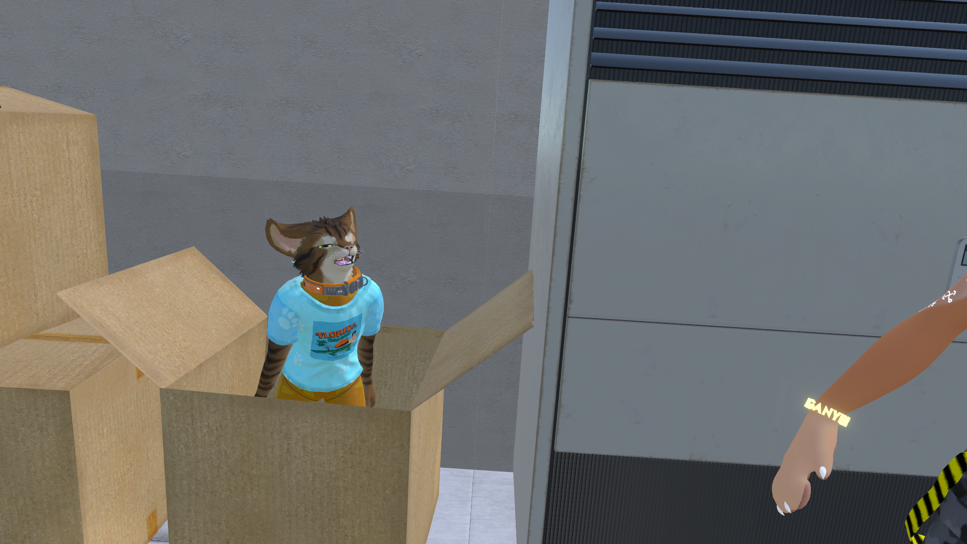 Cat in a box